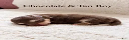 Pomeranian dogs for sale: Two Stunning Petite Pomeranian Babies  - Advert 12