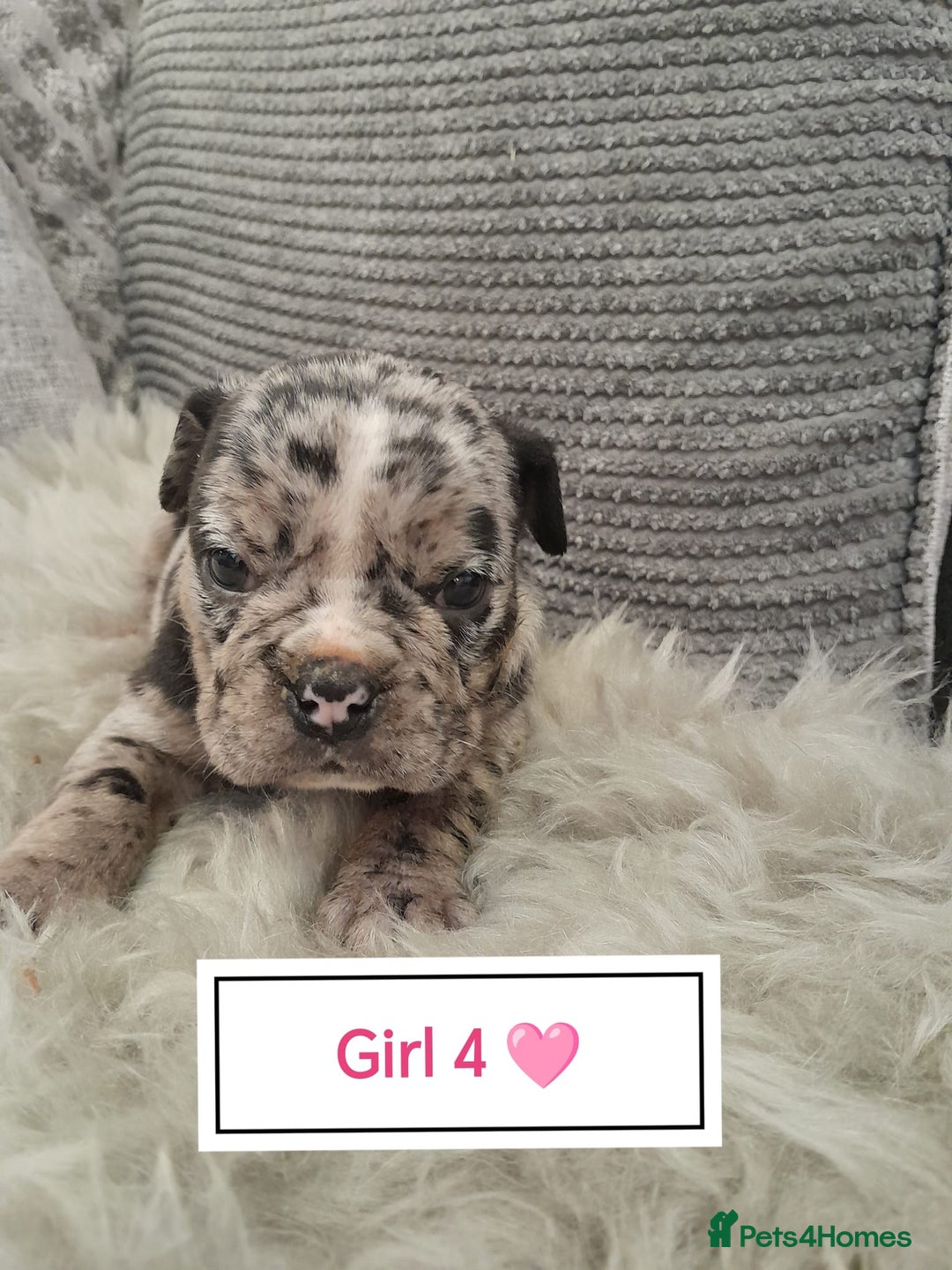 Mixed Breed dogs for sale: 🐾🐶Stunning New English Bulldog Puppies🐶🐾 - Advert 10