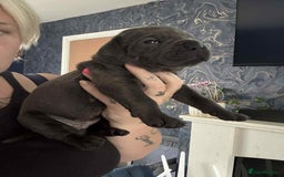 Cane Corso dogs for sale: Beautiful cane corso puppies  - Image 10