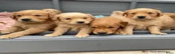 Golden Retriever dogs for sale: Stunning K.C Reg Health tested Golden Retrievers in Belper - Advert 6