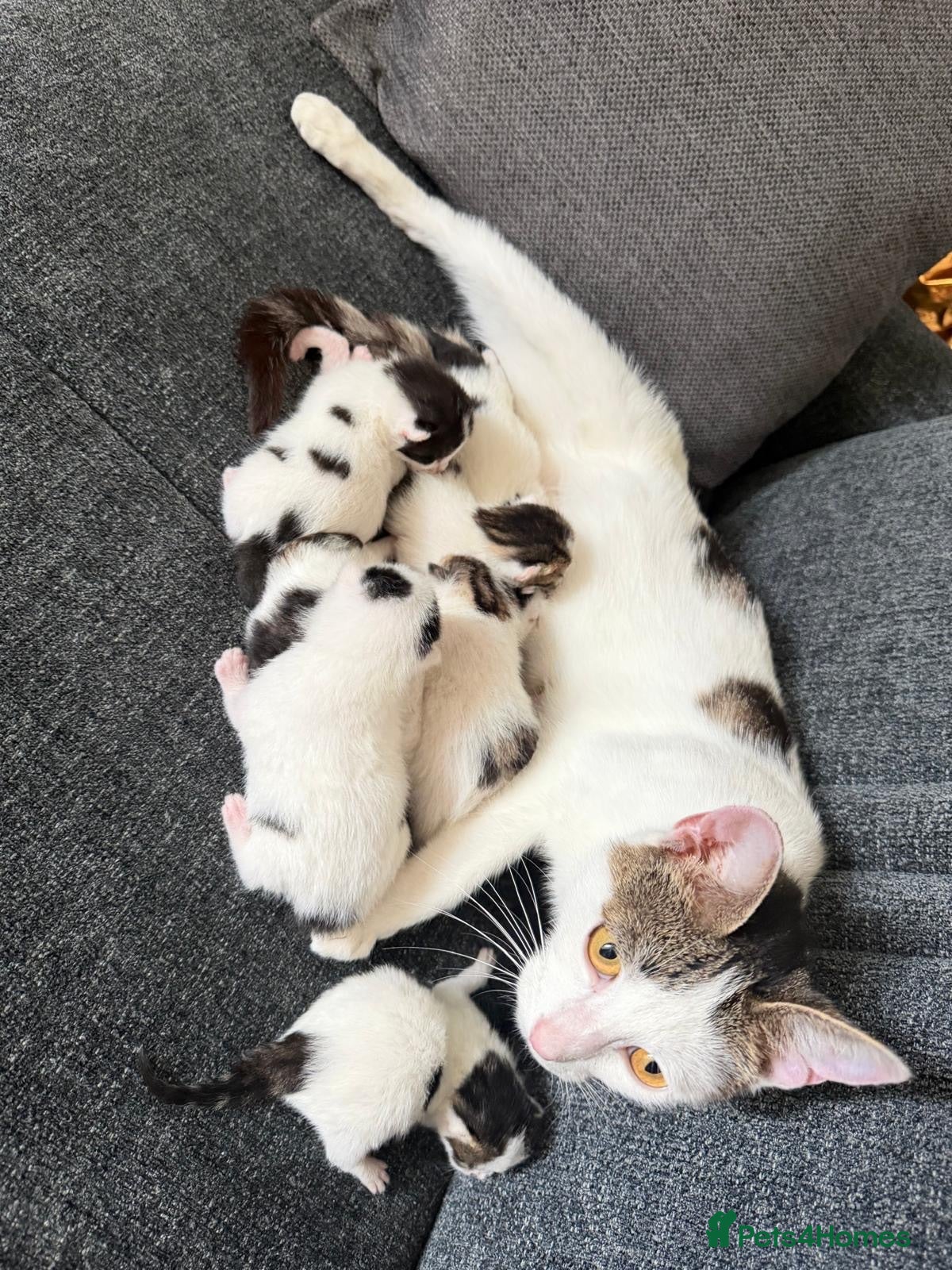Mixed Breed cats Simba kittens - Advert 18