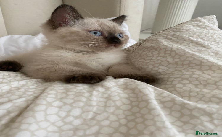British Shorthair cats for sale - Advert 1