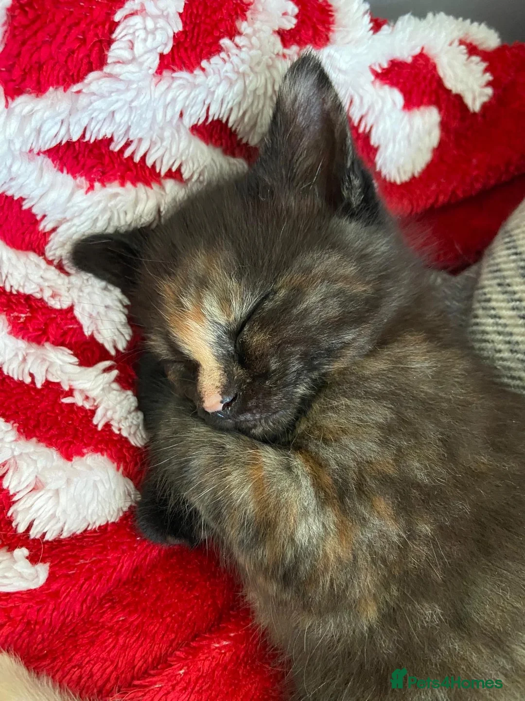 Mixed Breed cats for sale: Half-Ragdoll Kittens for Sale ❤️ - Advert 12