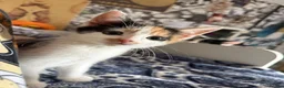 Mixed Breed cats for sale: Calico kitten female - Advert 1