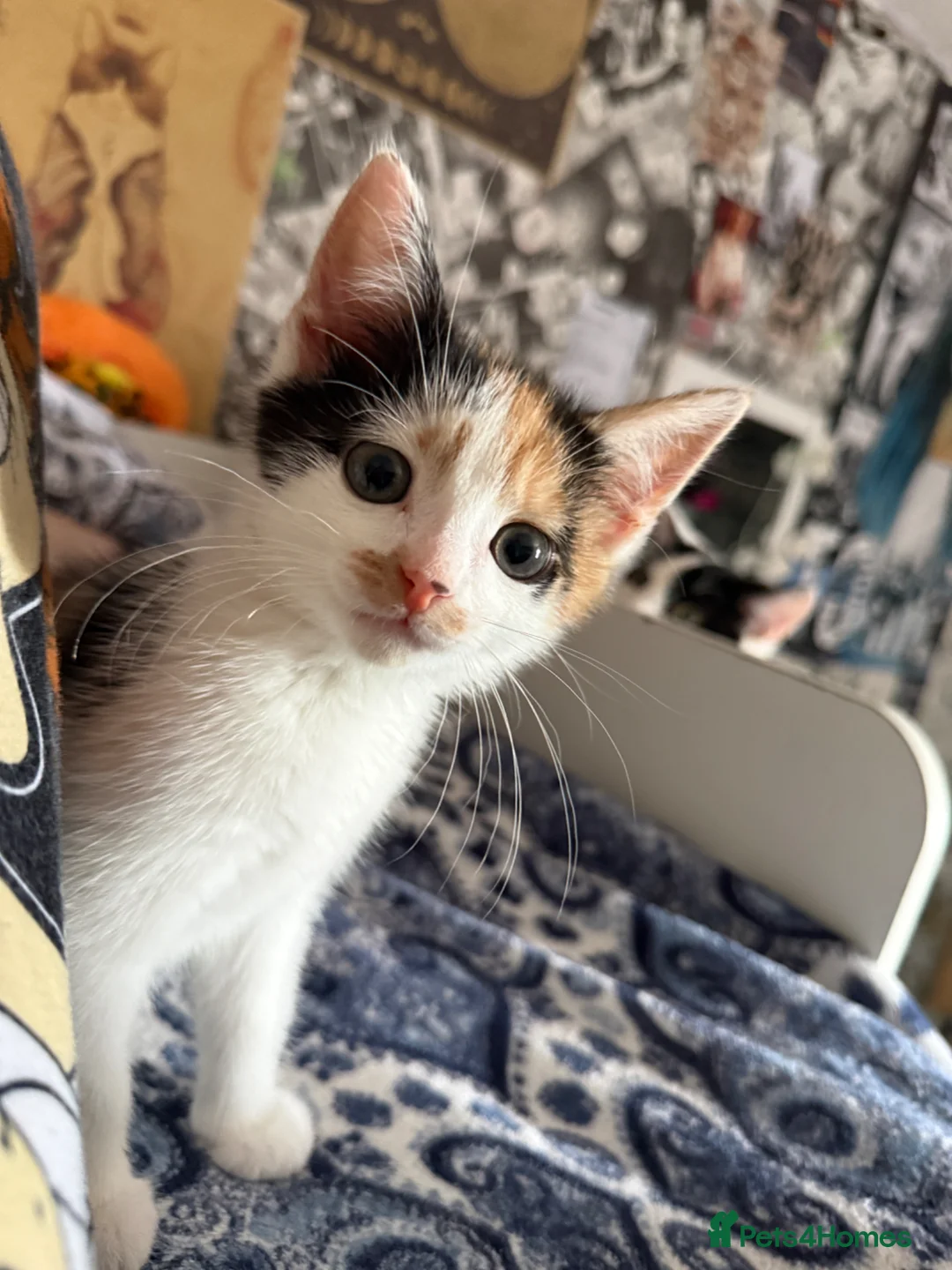 Mixed Breed cats for sale: Calico kitten female - Advert 1