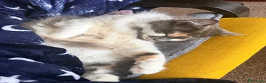 Mixed Breed 1