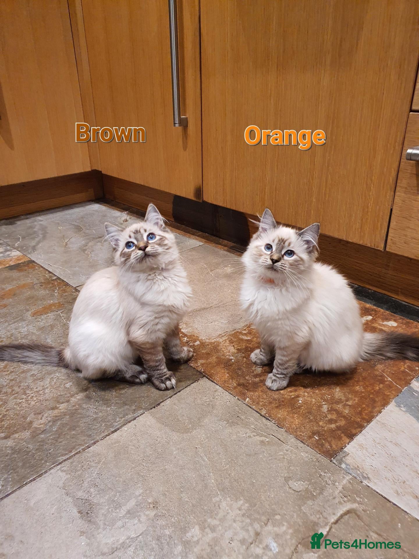 Ragdoll cats for sale: 💖Beautiful GCCF Registered Ragdoll Kittens. - Advert 1