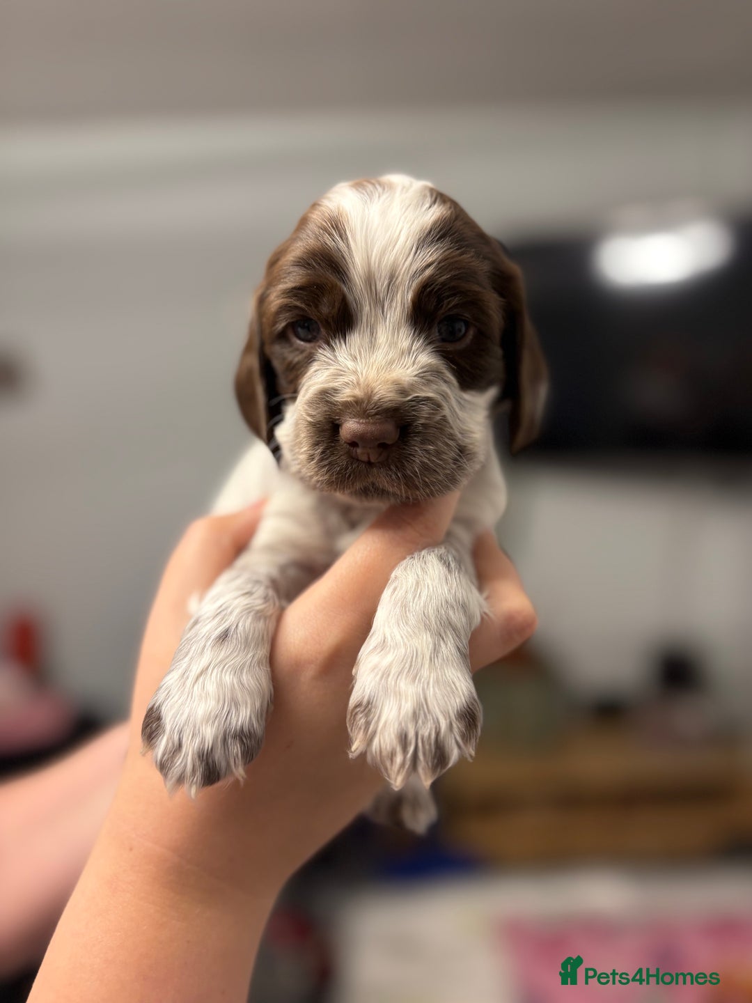 Sprocker dogs for sale: Sprocker puppies - Image 2