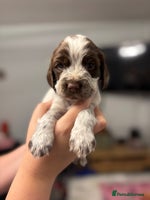 Sprocker dogs - Advert 13