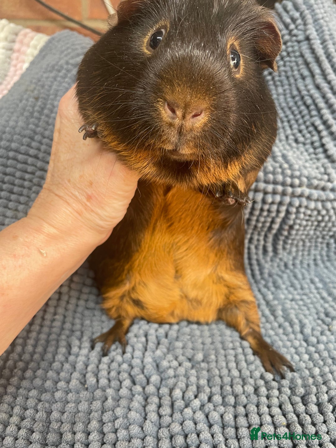 Guinea Pig rodents for sale: Two Beautiful Chocolate Tan Boys - Advert 4