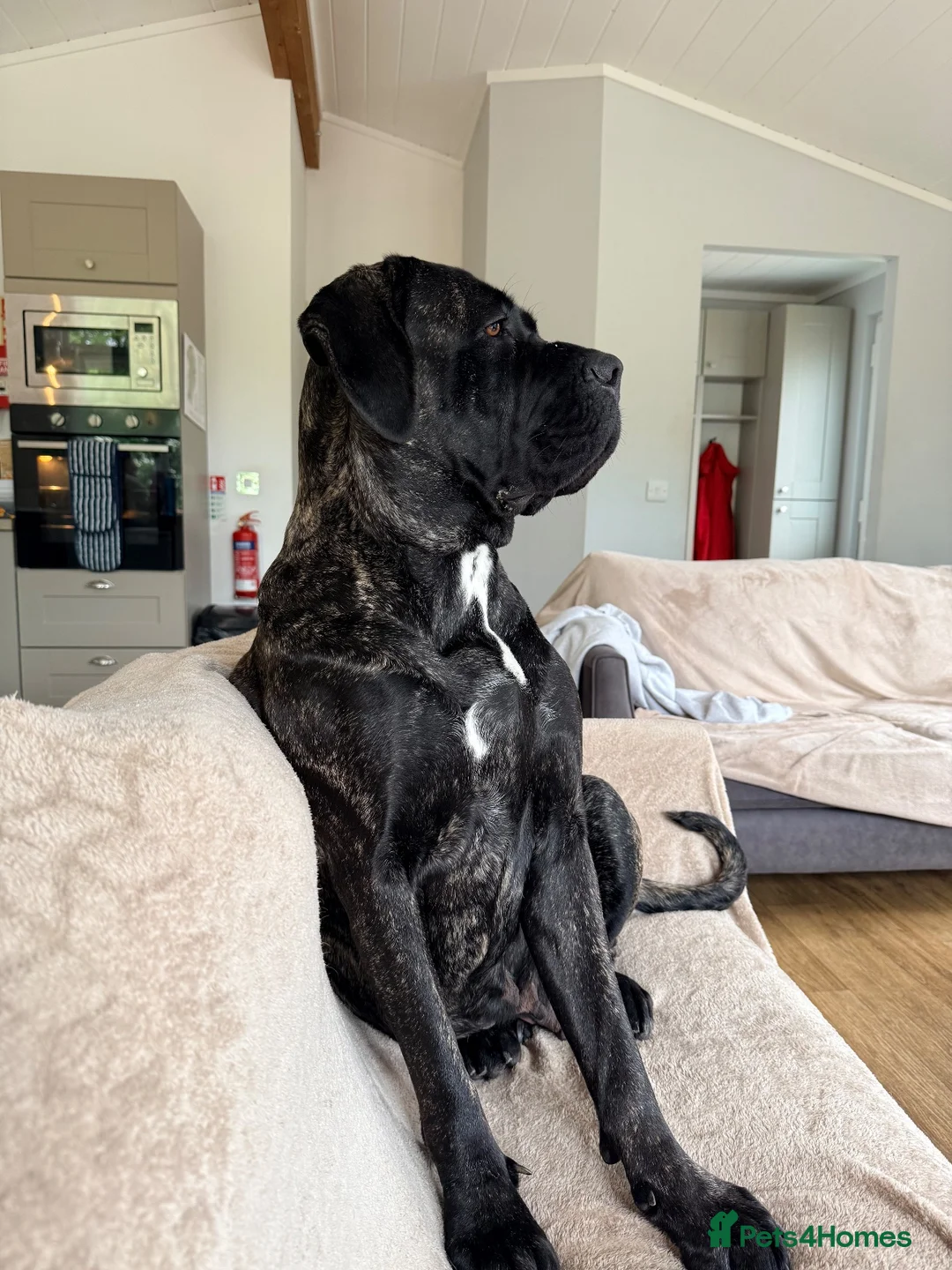 Cane Corso dogs for sale: Beautiful pure cane corso pups  - Advert 2