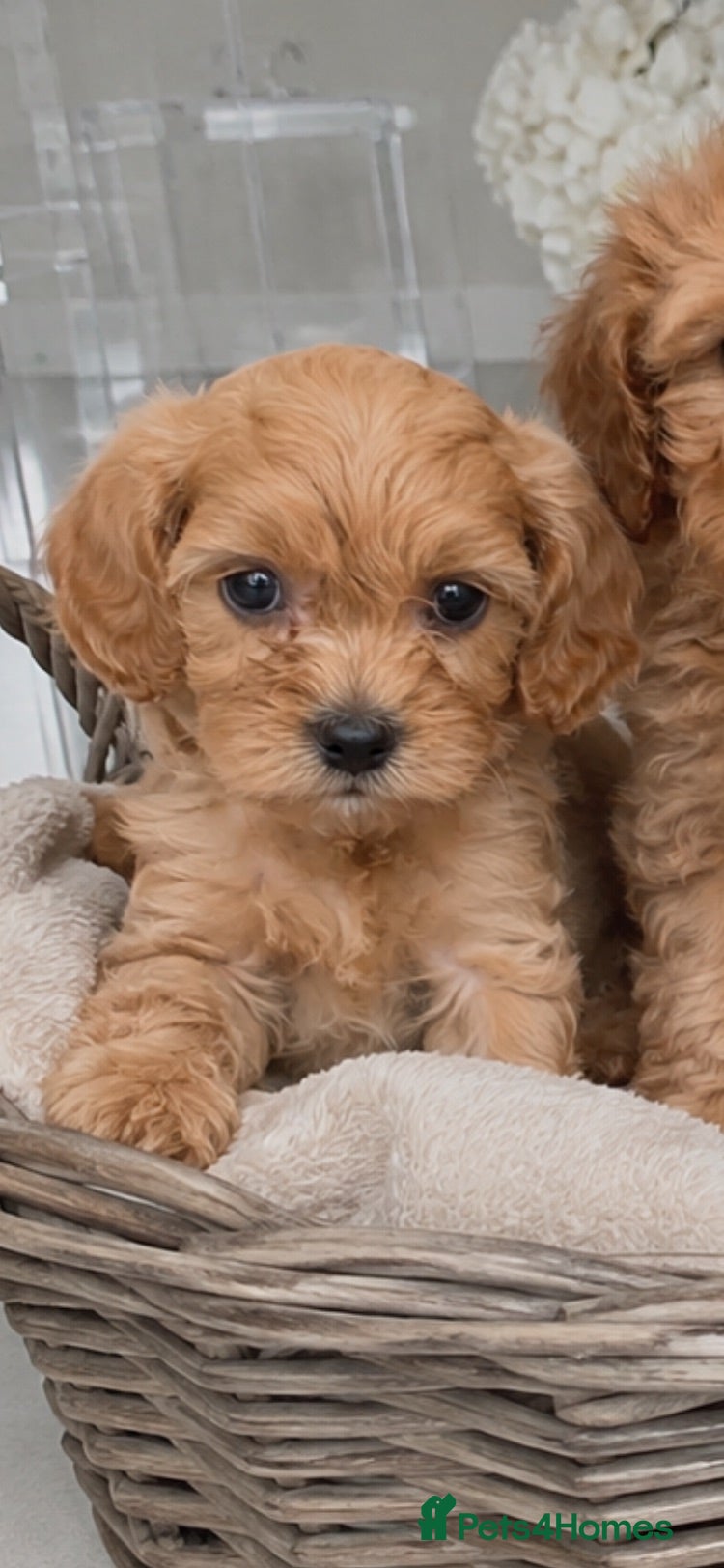 Cavapoo dogs Beautiful, stunning litter of toy cavapoos - Advert 3