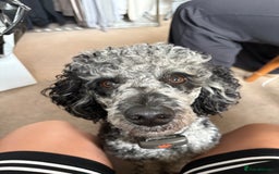 Miniature Poodle dogs for stud: Yogi Bear - Merle Miniature Poodle for Stud - Image 6