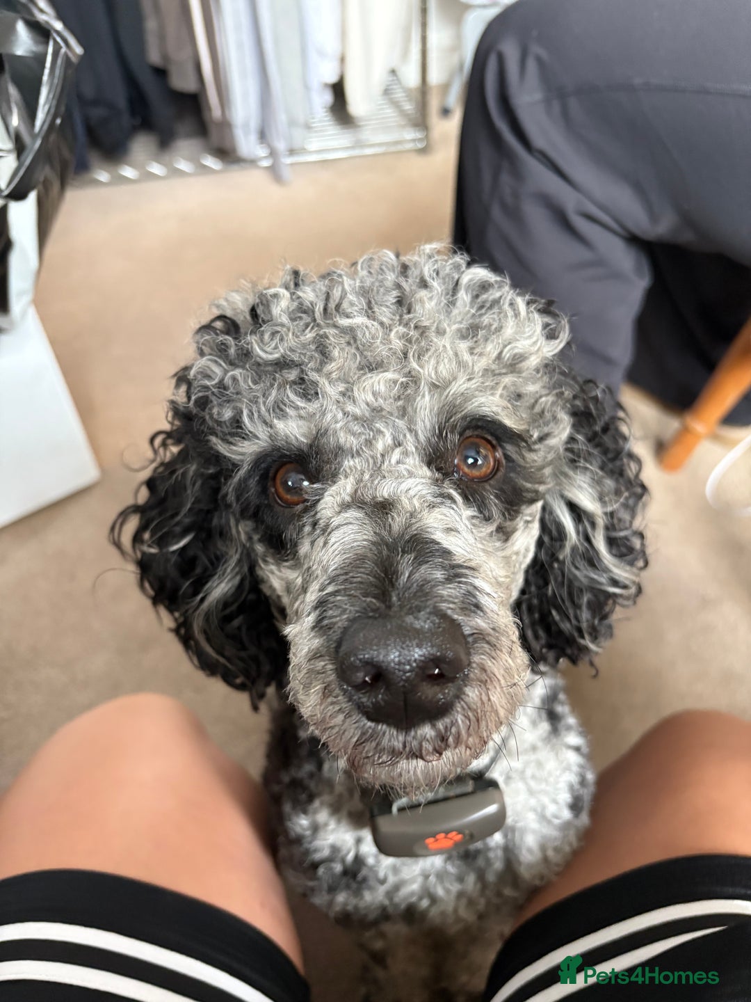 Miniature Poodle dogs for stud: Yogi Bear - Merle Miniature Poodle for Stud - Image 6