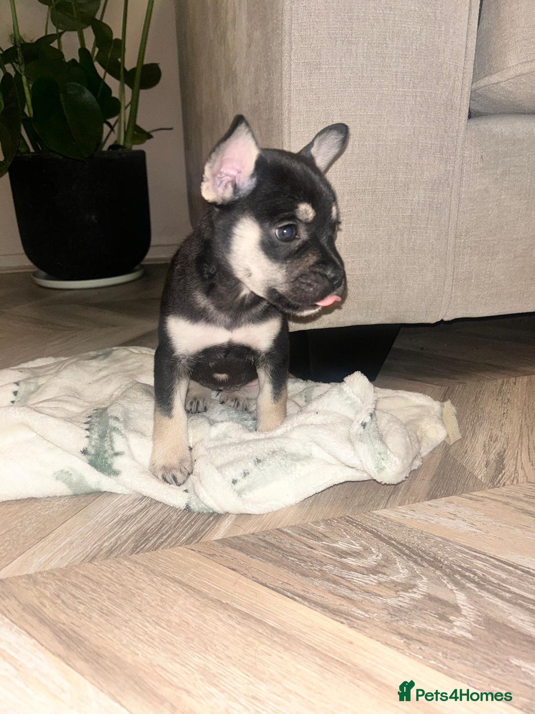 Mixed Breed dogs for sale: ❄️ Frenchski Sisters Looking for Loving families  - Advert 8