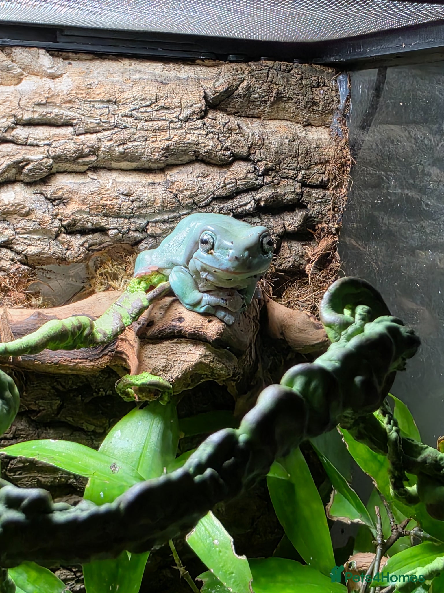 Frog reptiles for sale: Pair of Whites tree frogs & setup in Huddersfield - Advert 1