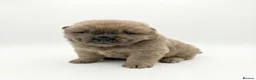 Chow Chow dogs for sale: Chow chow puppies  - Advert 6