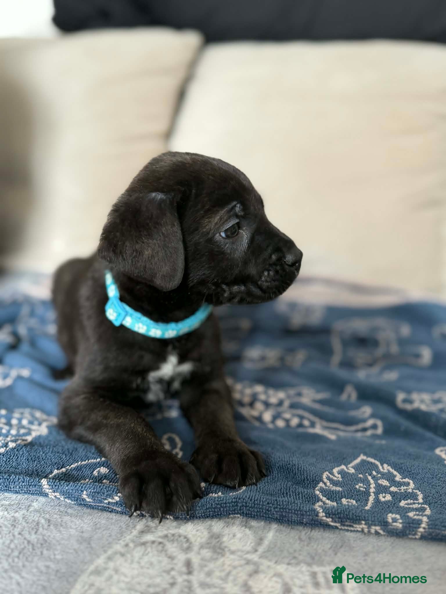 Mixed Breed dogs Cane Corso x Belgian Malinois Puppies –Hand-Reared - Advert 8