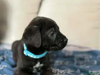 Mixed Breed dogs Cane Corso x Belgian Malinois Puppies –Hand-Reared - Advert 8