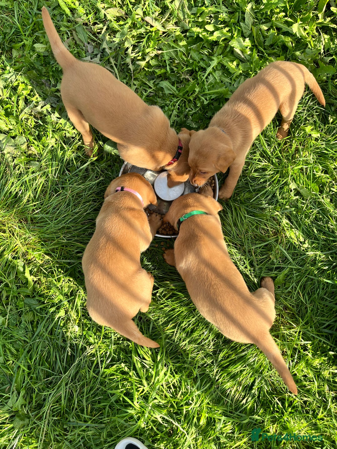 Labrador Retriever dogs for sale: 💛💛 Excellent Labrador Pups 💛💛 - Image 11
