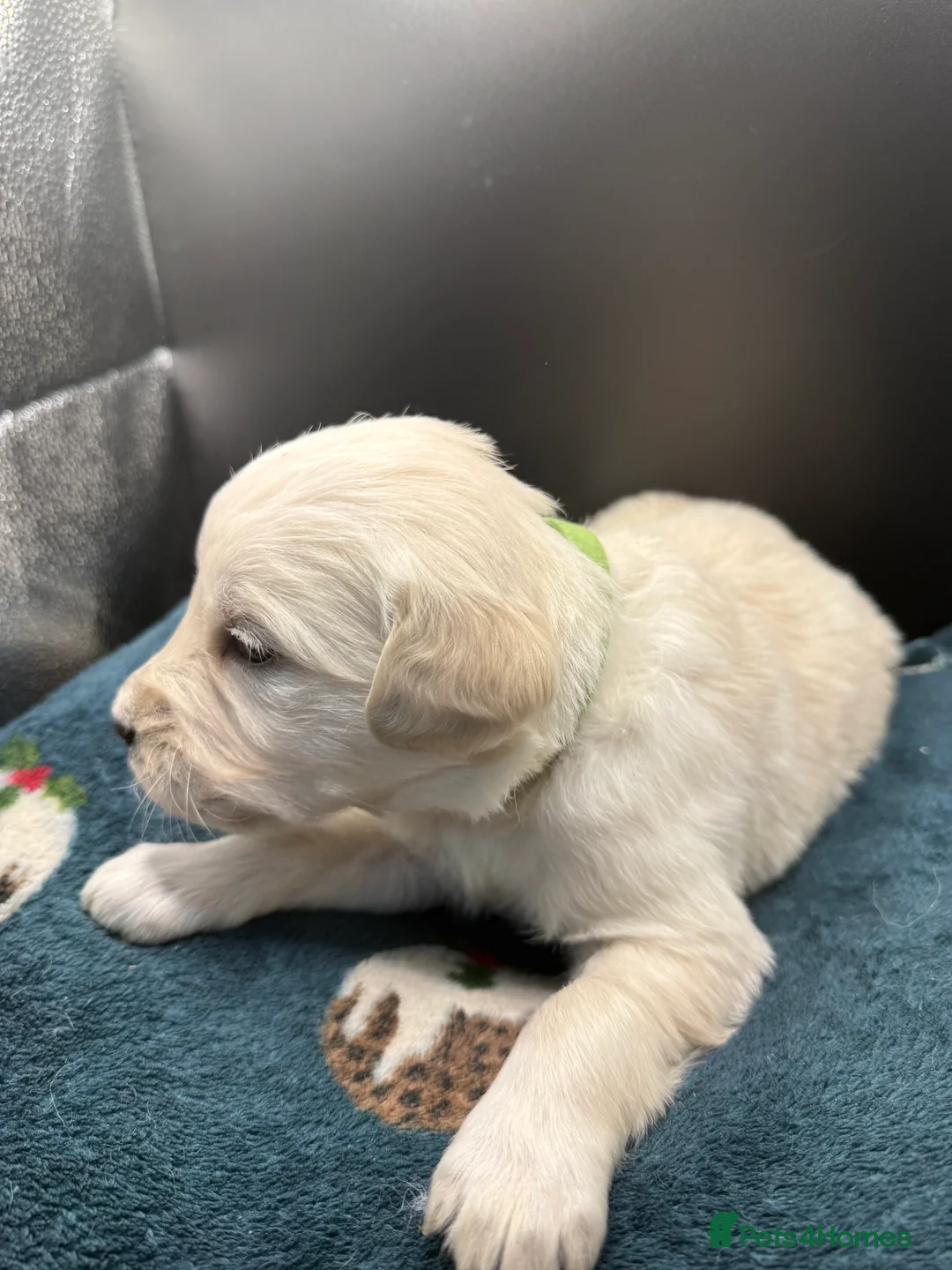 Golden Retriever dogs for sale: Stunning Golden Retrievers. 1 Boys / 1 Girls - Advert 16