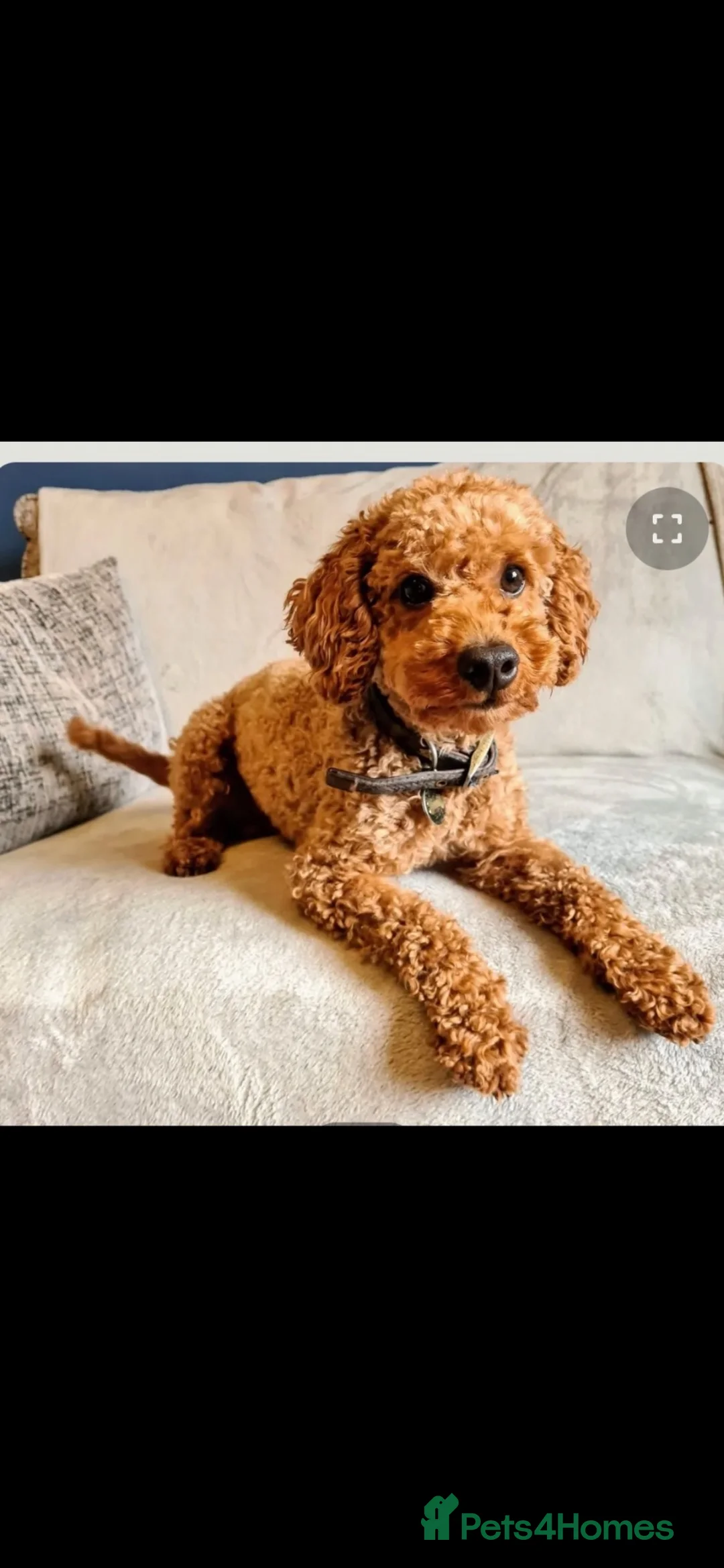 Maltipoo dogs for sale: Maltipoo puppy’s  - Advert 4