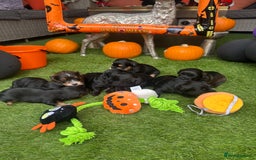 Yorkiepoo dogs for sale: Yorkiepoo Puppys - Image 7