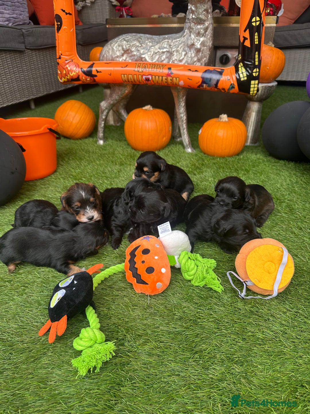 Yorkiepoo dogs for sale: Yorkiepoo Puppys - Image 7