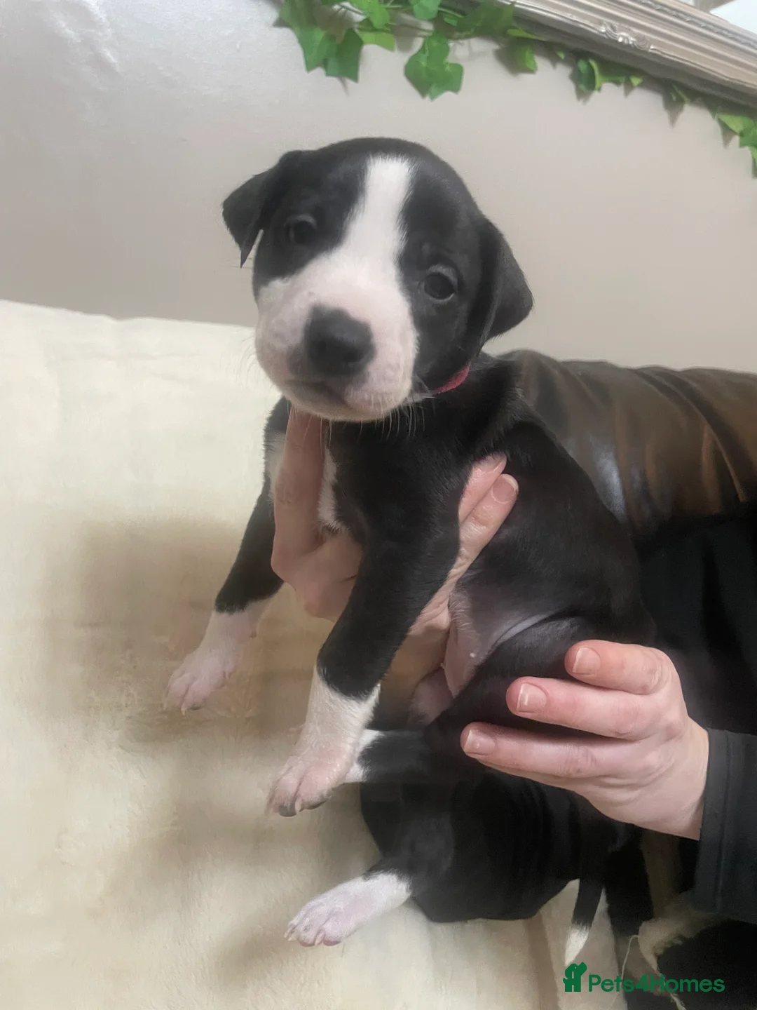 Mixed Breed dogs for sale: Beautiful Staffy x Collie Pups, 4 male 5 girls - Advert 24