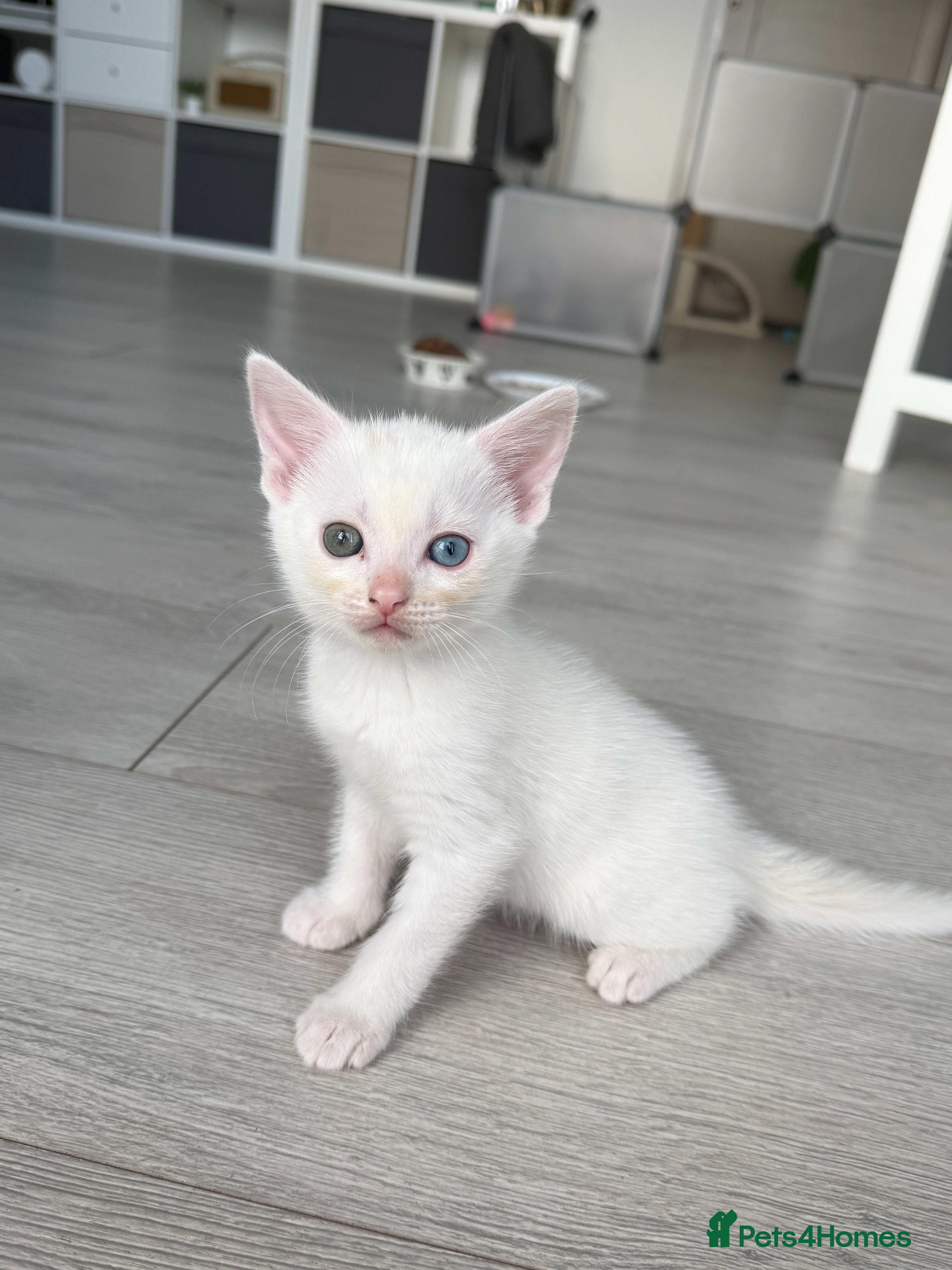 Turkish Angora cats Rare Odd-Eyed White Male Kitten (Blue & Green) - Advert 1