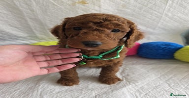 Mini Goldendoodle dogs - Advert 5