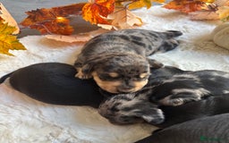 Miniature Dachshund dogs for sale: Miniature dachshund  - Advert 18