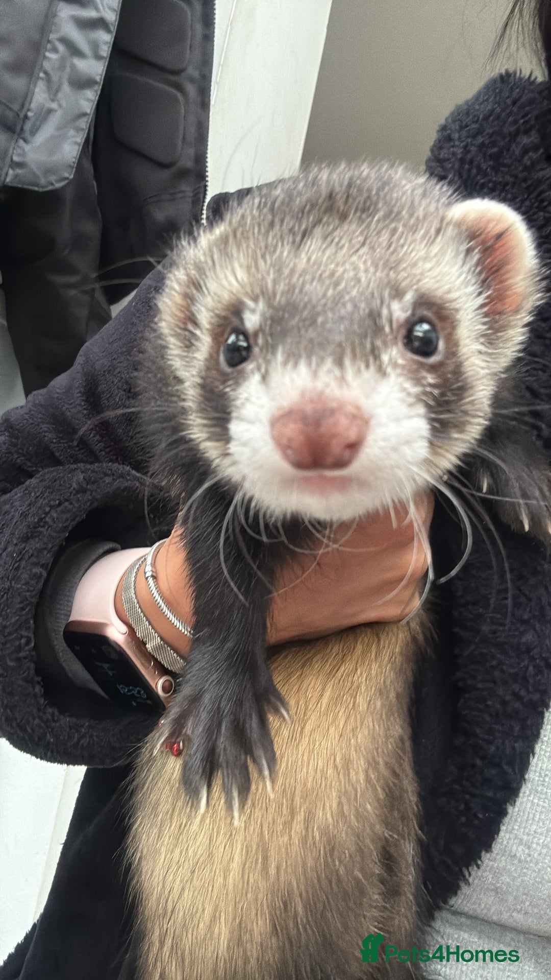 Angora rabbits for sale: 2 Male  - Advert 4