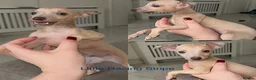 Italian Greyhound dogs for sale: *2 Boys Ready to leave now* KC Italian Greyhound - Advert 3