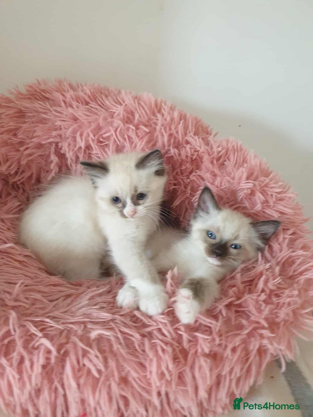 Ragdoll cats for sale: Ragdoll kittens  - Image 4