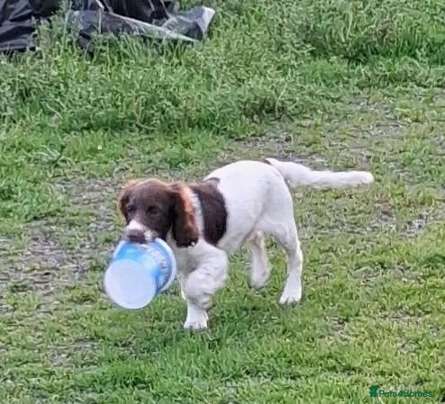 English Springer Spaniel dogs Gorgeous English Springer Spaniels Puppies - Advert 1