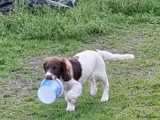 English Springer Spaniel dogs Gorgeous English Springer Spaniels Puppies - Advert 1
