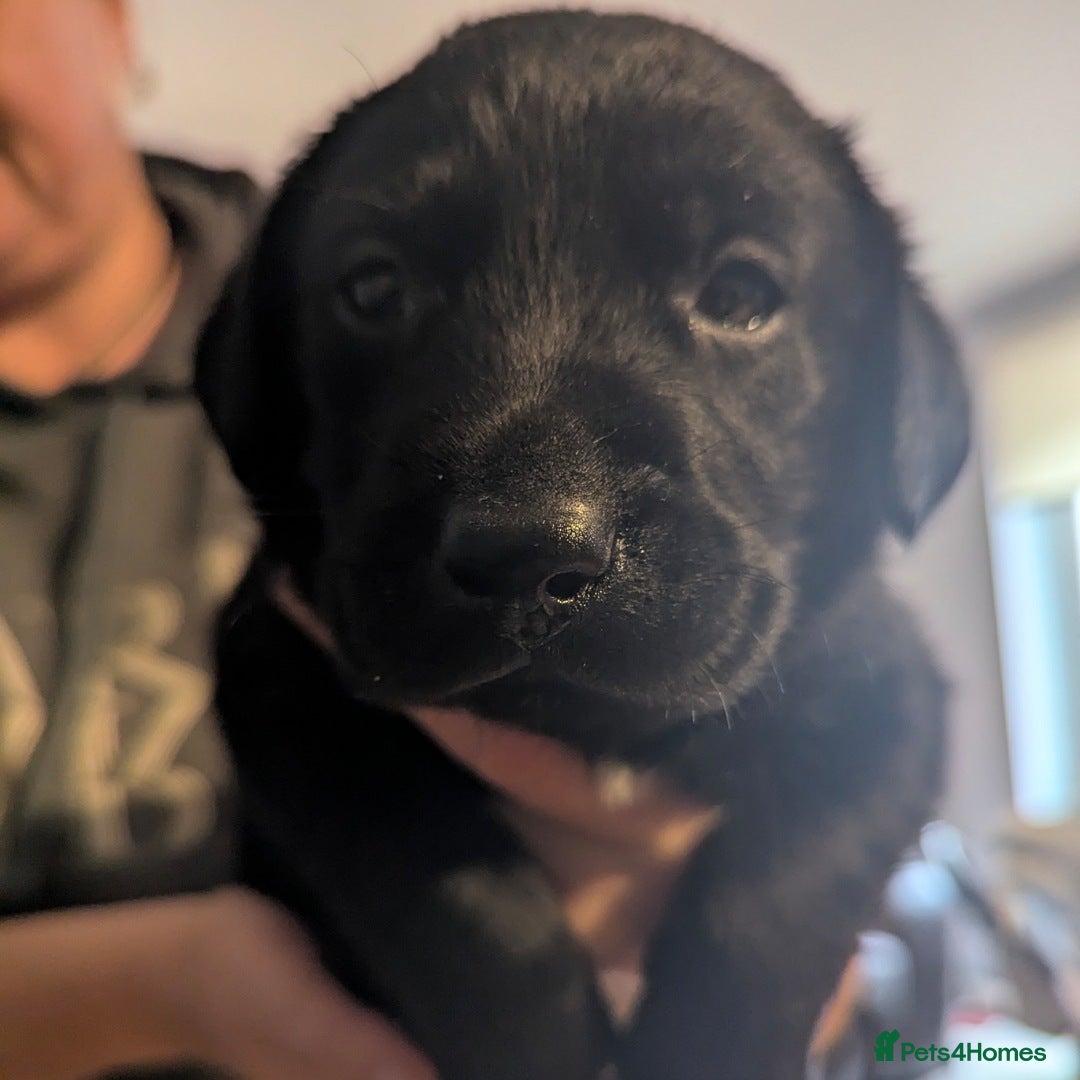 Labrador Retriever dogs for sale: Beautiful litter of brown & black labrador puppies - Image 5