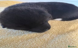 Akita dogs for sale:  ⭐ READY NOW adorable chunky A/AKITAS - Image 14
