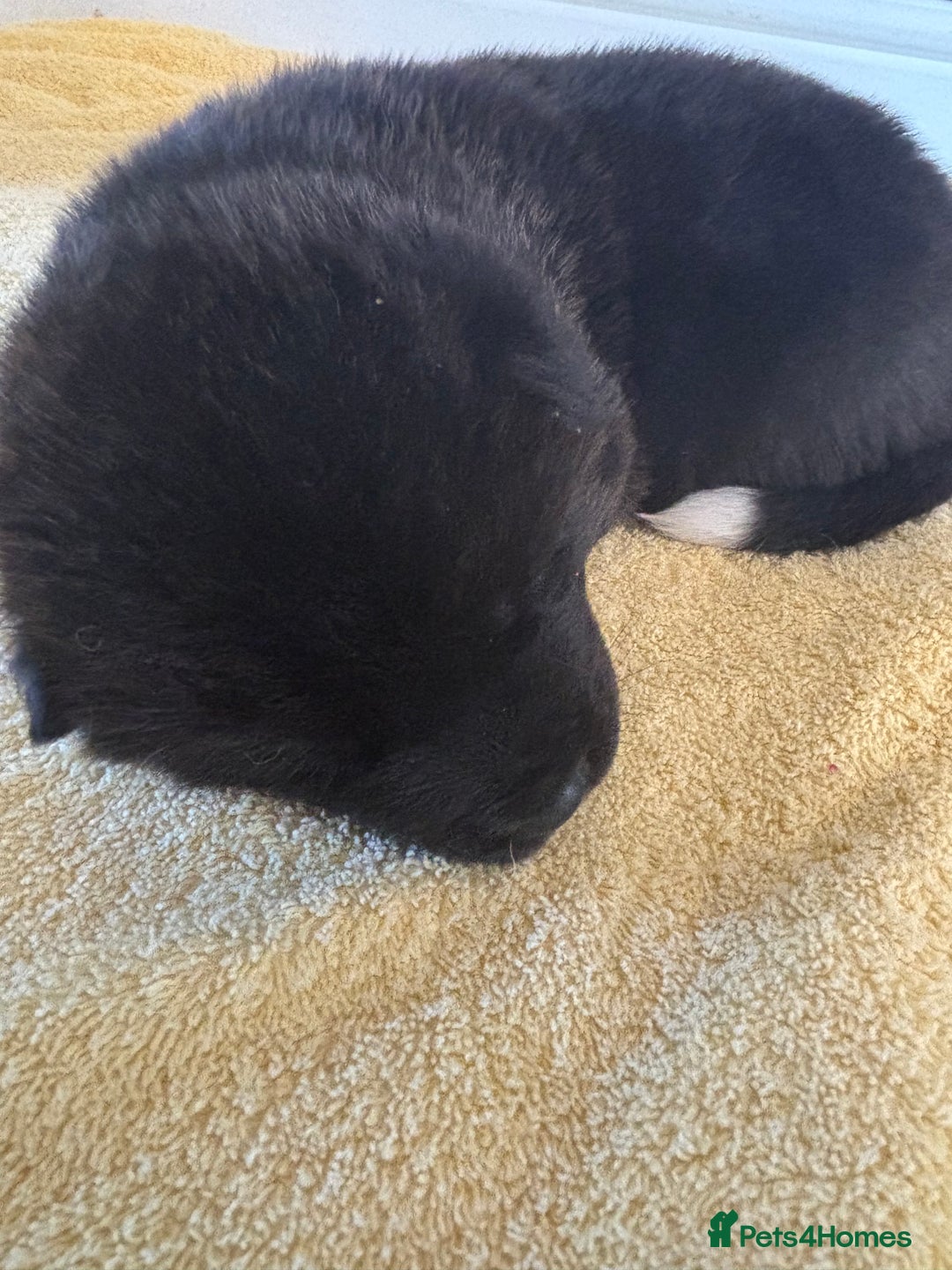 Akita dogs for sale:  ⭐ READY NOW adorable chunky A/AKITAS - Image 14