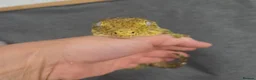 Gecko reptiles for sale: Leachinaus gecko proven female in Wigan - Advert 5