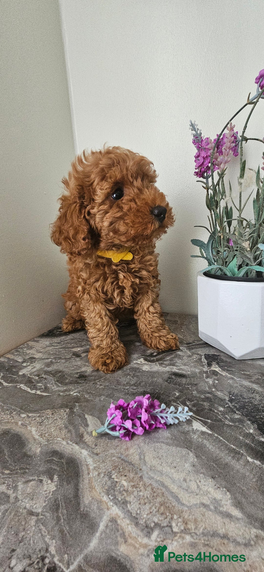 Toy Poodle dogs for sale: Beautiful Red Toy Poodle Puppies - Image 15