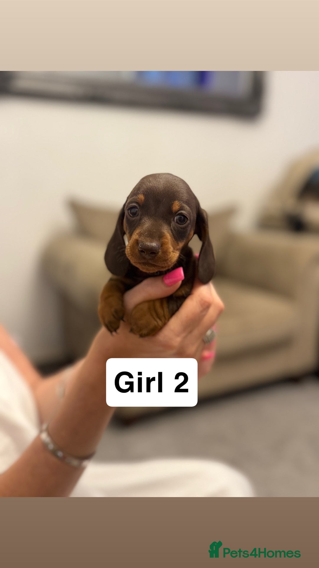 Miniature Dachshund dogs for sale: Stunning baby mini dachshunds  - Image 29