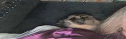 Mini Lop rabbits for sale: Mini Lop doe - Polly in Liverpool - Advert 3