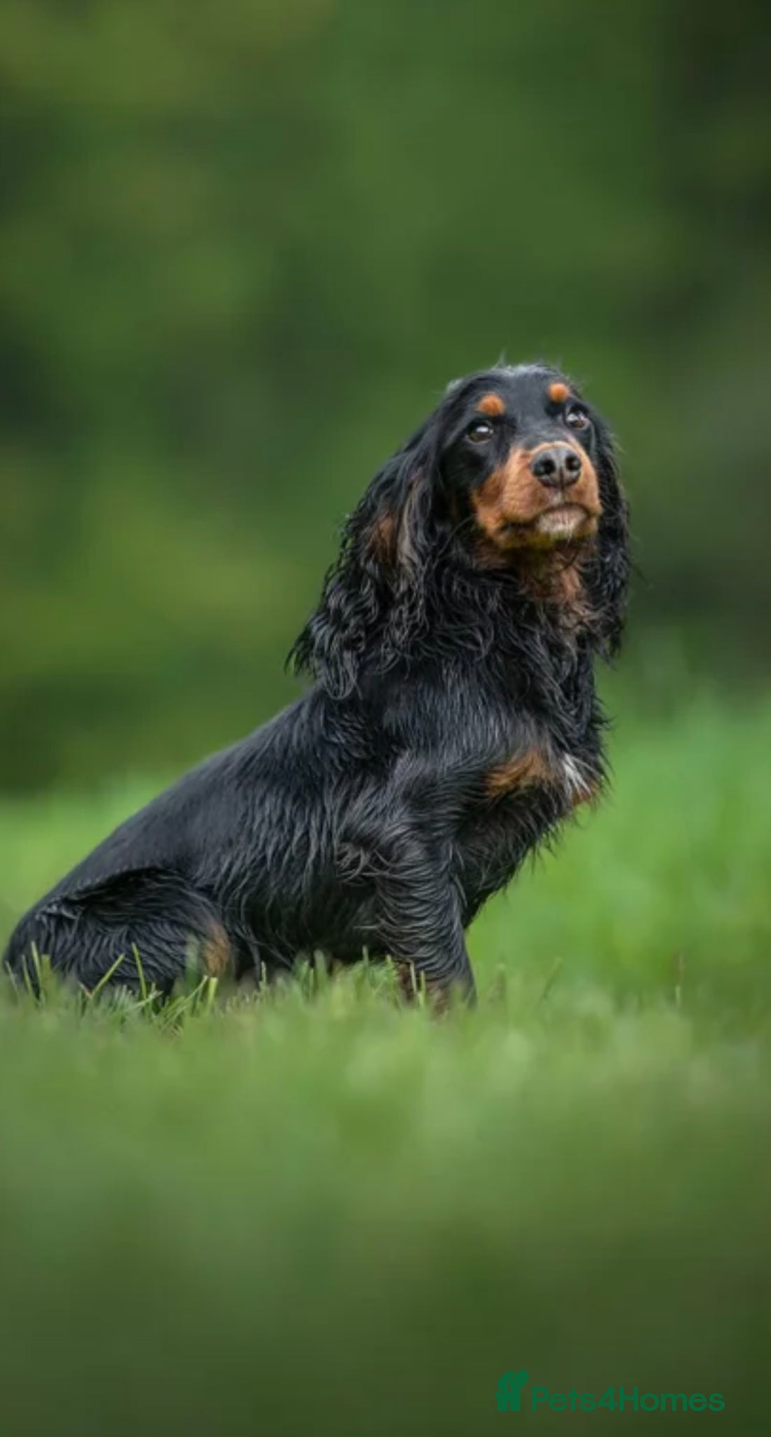 Cocker Spaniel dogs for sale: Working Cocker Spaniel Puppies for Sale - Advert 1