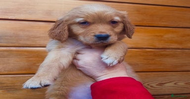 Golden Retriever dogs - Advert 7