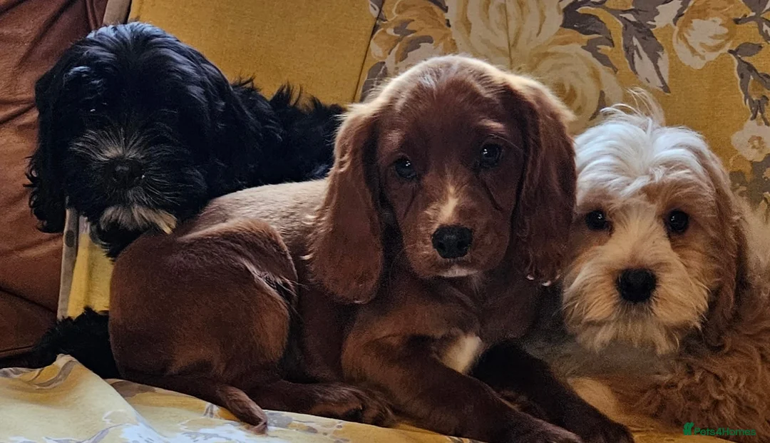 Mixed Breed dogs for sale: Lovely poodle x cockalier puppies for sale  - Advert 2