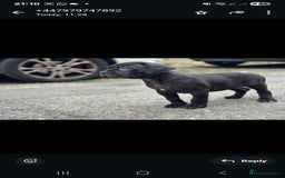 Cane Corso dogs for sale: Last 3 of the 10 cane cane corso puppys left  - Image 1