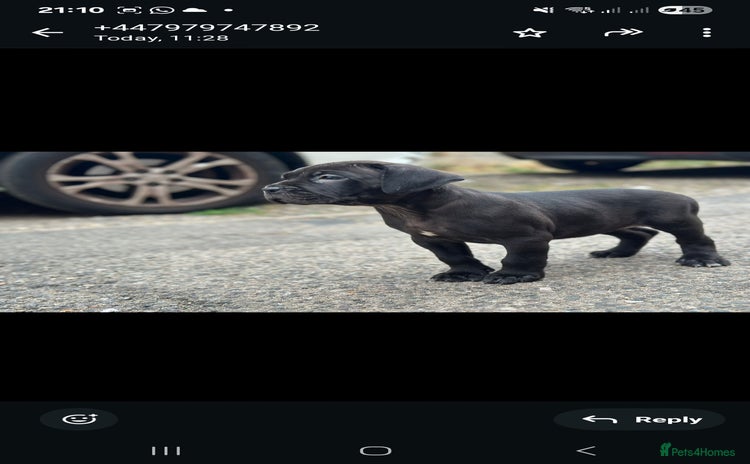Cane Corso dogs - Advert 4