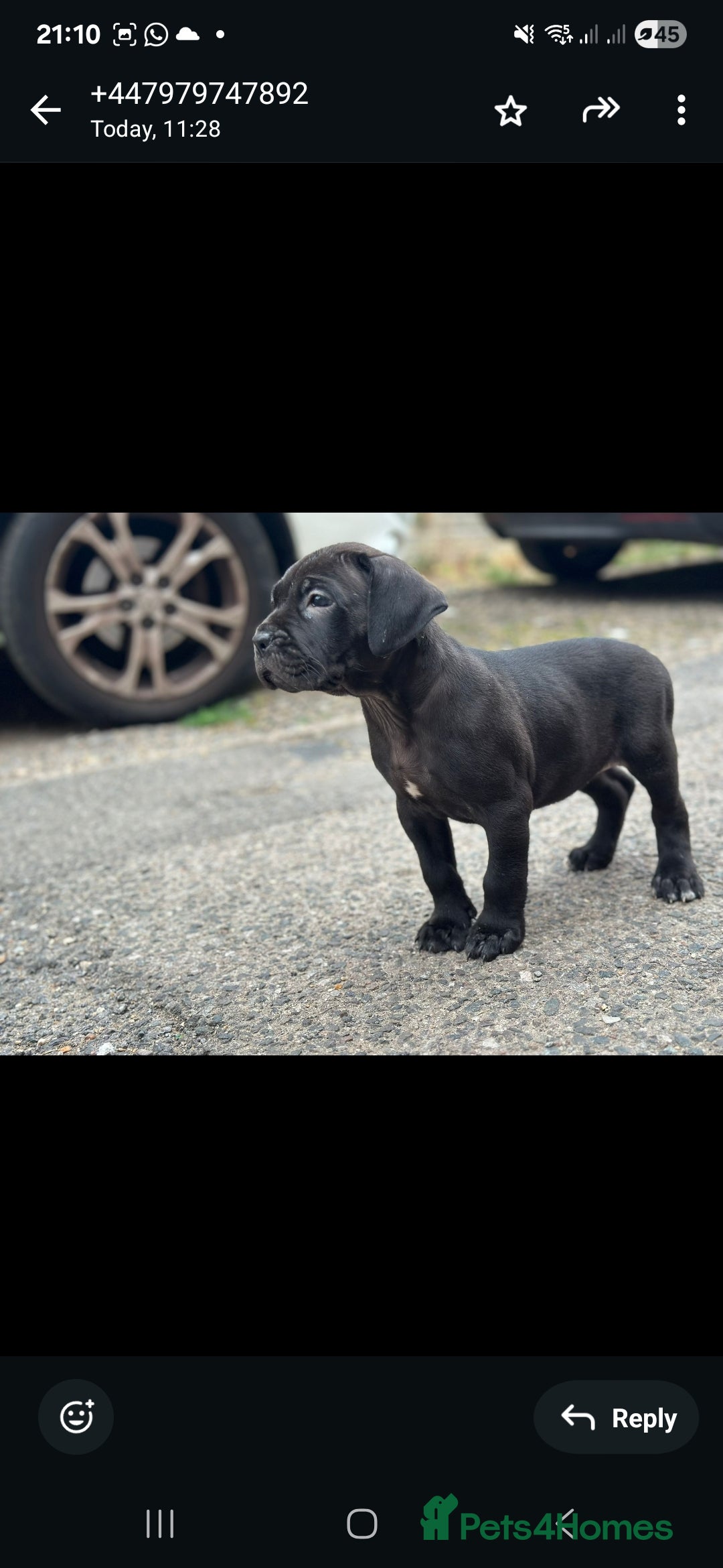 Cane Corso dogs for sale: Last 3 of the 10 cane cane corso puppys left  - Image 1